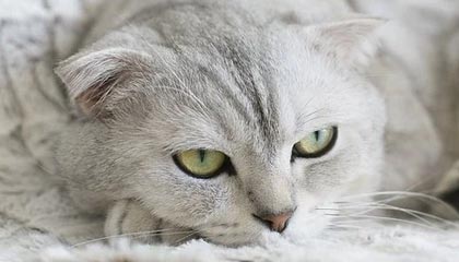 爱游戏登录入口-Team Liquid鏖战五局险胜对手，team liquit战队