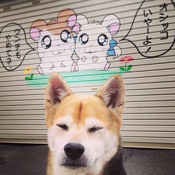 “腰旗橄榄球：东部新区赛场的精彩对决让人目不暇接”