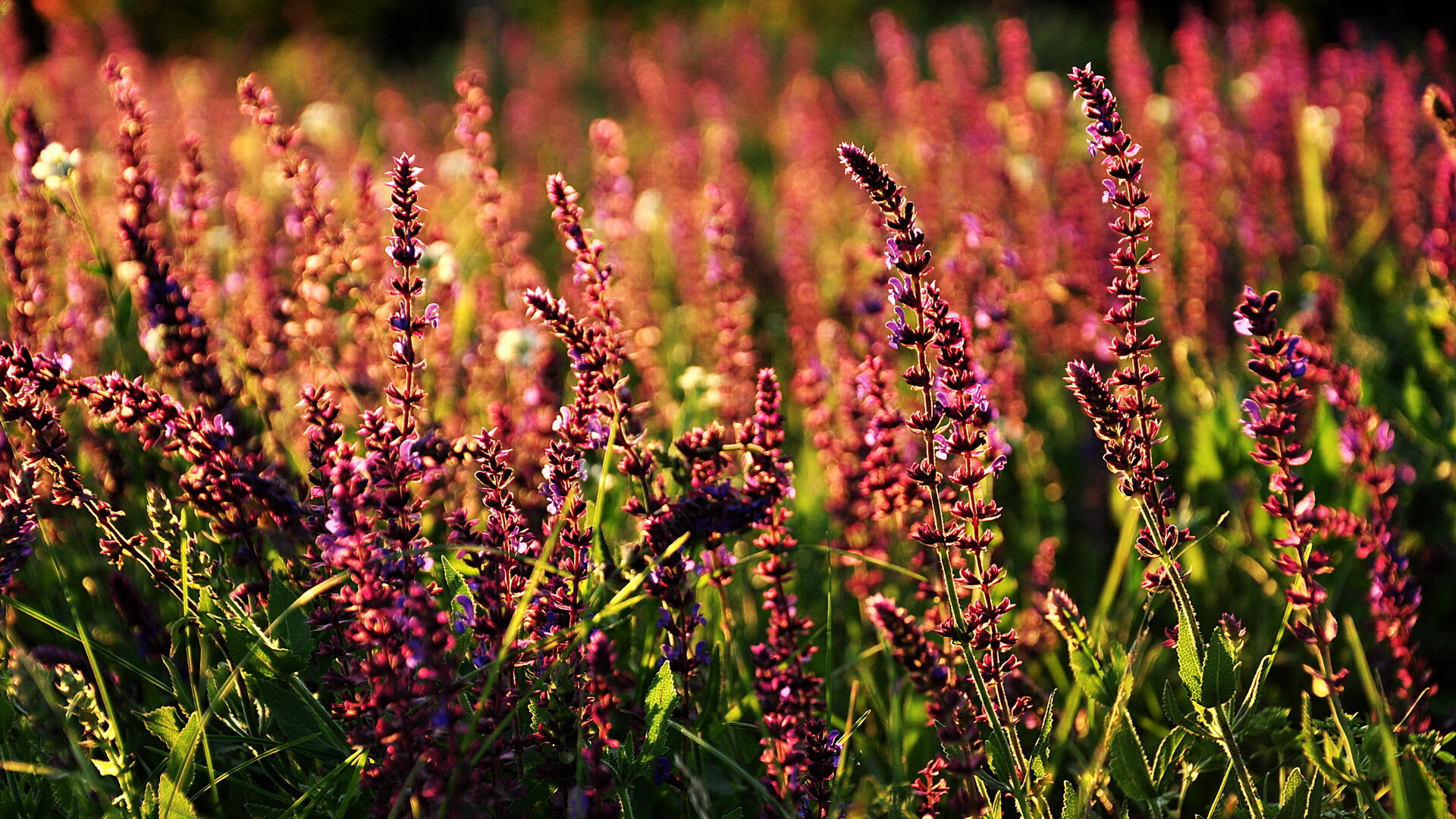 库里参与设计球队新赛季主题球衣,库里球衣集合