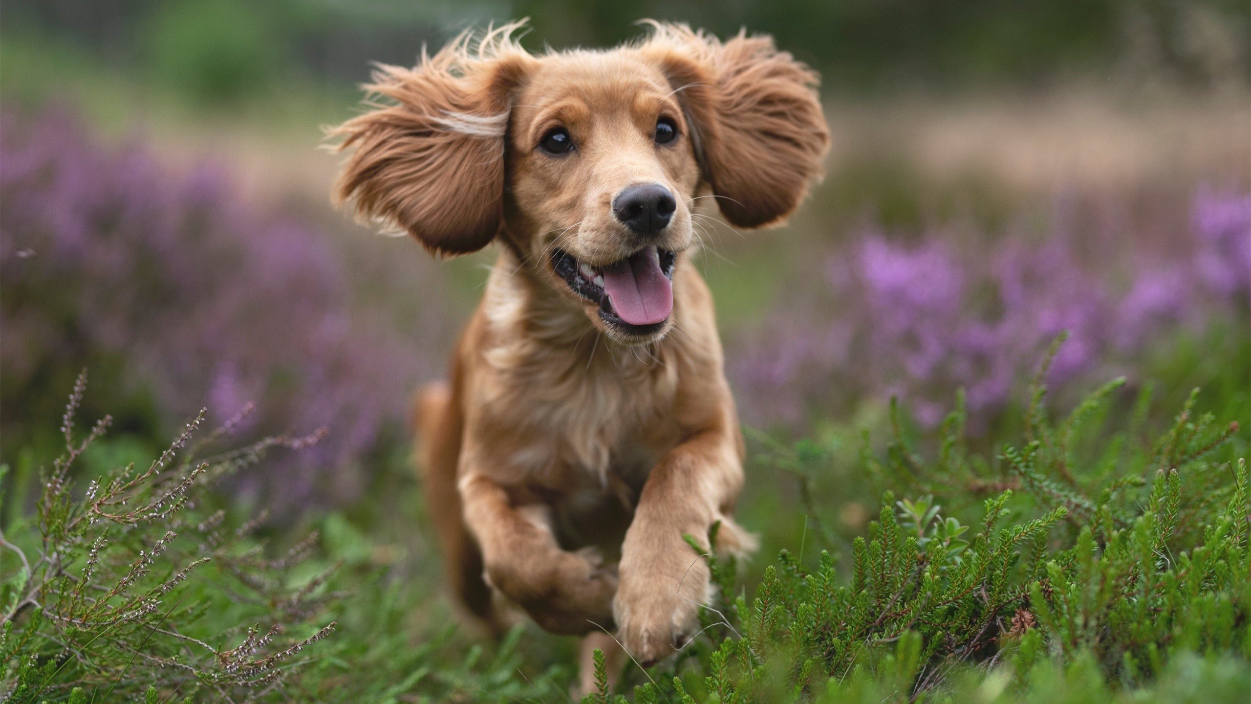 AYX SPORTS-莫伊：稳定的前锋阵线核心，提供了全黑队进攻的强大支持，莫伊2至7