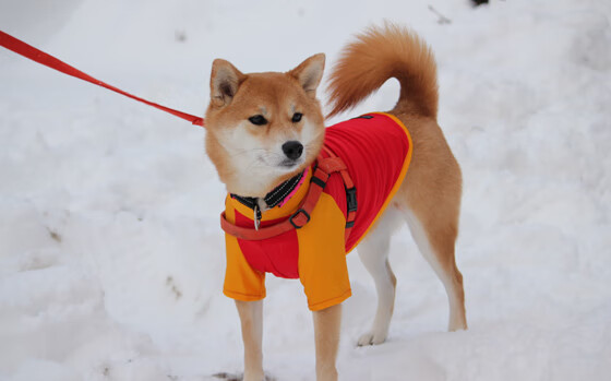 黎巴嫩男篮在西亚锦标赛中奋勇拼搏，冲击奥运佳绩，黎巴嫩男篮亚洲杯
